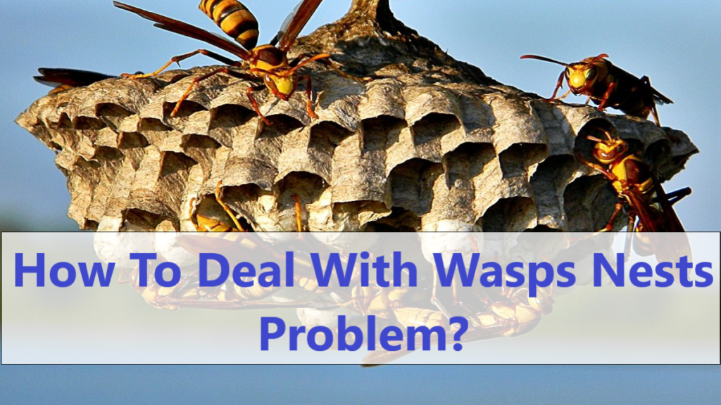 How To Deal With Wasps Nests Problem? Wasps Infestation