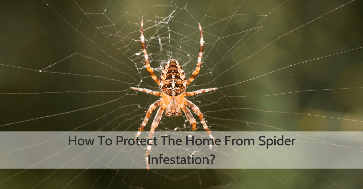 How To Protect The Home From Spider Infestation?