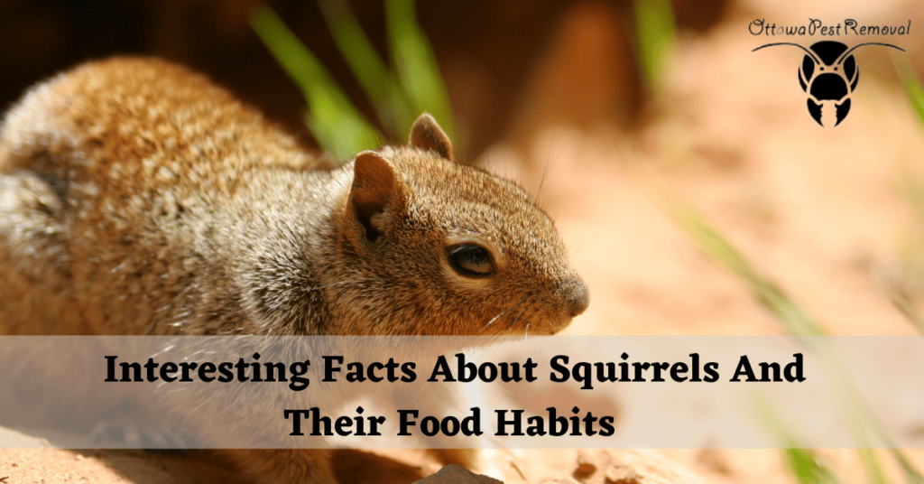 Interesting Facts About Squirrels And Their Food Habits